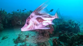 Diving Northern Outer, South Australia -  Ep 173