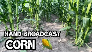 Hand Broadcasted Corn Food Plot