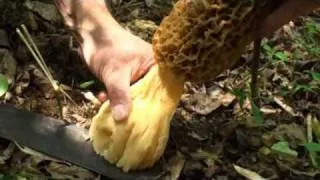 Monster Giant Sized Morel Mushrooms by Chris Matherly