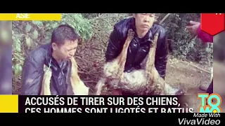 Chinois🇨🇳 qui volent des chiens🐶 🐶 🐶