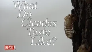How To Eat Cicadas!