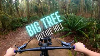 Big Tree - Duthie Hill (Sendsday #24)