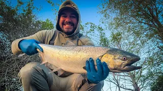 Fastest Spring Chinook Catch of My Life Drano Lake