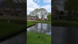 Swan flying hoofddorp Netherlands