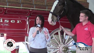 Budweiser Clydesdales at Live Oak International 2020