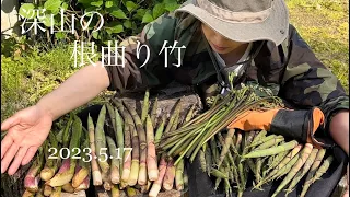 【山菜採り】根曲り竹、ウド、ワラビ