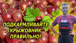 Подкормите так крыжовник и ягода будет в 2 раза больше! Крыжовник выращивание уход и подкормка.