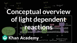 Conceptual overview of light dependent reactions