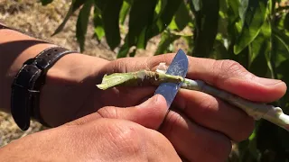 How to Graft Avocado