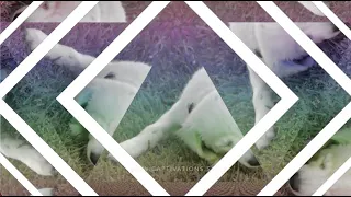 HD trippy visuals with music for relaxation #YouTube #music #dogs #cute