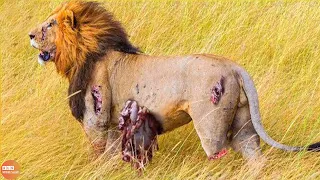 30 Moments Injured Lions after Battle - Look What Happen Next in Nature