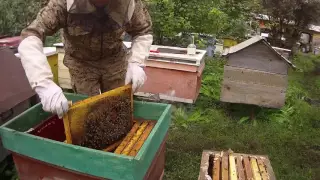 ОБЪЕДИНЕНИЕ РОЯ ИЗ ЛОВУШКИ №2 С ОТВОДКОМ НА ПАСЕКЕ. Beekeeping.🔥🔥🔥