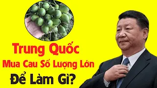 Trung Quốc Mua Cau Tươi Số Lượng Lớn Của Việt Nam Về Để Làm Gì