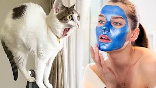 Funny cats scared of random things 🙀😹 Best Scared & Startled Cats Compilation