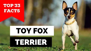 99% of Toy Fox Terrier Owners Don't Know This