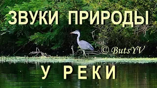 Звуки природы у реки: птицы, лягушки и др. Релакс-видео. Sounds of nature by a river. Relax video