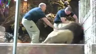 Female lion saved human from male lion 1