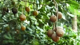 Proceso Industrial de la Macadamia - TvAgro por Juan Gonzalo Angel