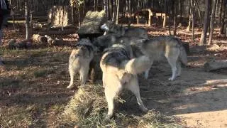 Wolves and Hay at Wolf Howl Animal Preserve