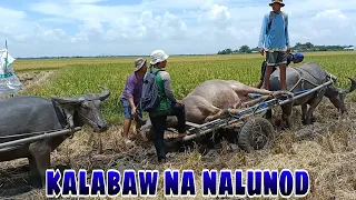 EP. 00, BUHAY BUKID team netibo