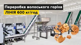 Линия по переработке грецкого ореха 600 кг в час. Walnut cracking line 600 kg/hour