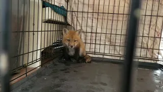 Fox kit noises!