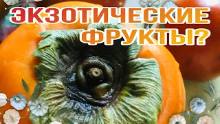 ЭКЗОТИЧЕСКИЕ ФРУКТЫ В КОРЕЕ? | Какие фрукты есть в Корее осенью