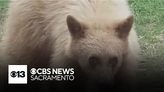 Neighbors react to homeowner shooting bear in South Lake Tahoe