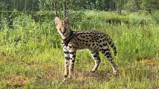 AFRICAN CAT AT THE END OF THE EARTH / In the graveyard of ships with a Serval