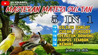 Kombinasi masteran‼️ CILILIN - CUCAK JENGGOT - PELATUK BAWANG - KAPAS TEMBAK - KENARI suara jelas