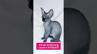 Лысая кошка Сфинкс юмор Tik Tok