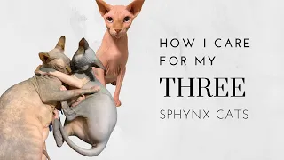 How I Care for my THREE Sphynx Cats!