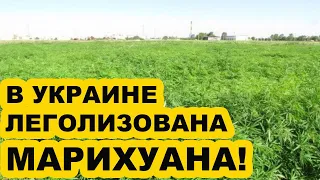 В Украине легализовали марихуану для медицины