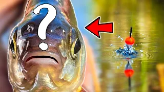 Fishing RARE Fish That DOESN'T Swim in YOUR Water | Team Galant