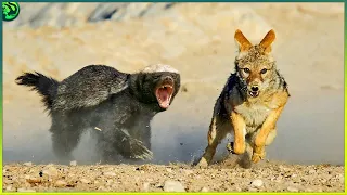 15 Most Fearless Moments of Honey Badger and Wolverine Attacking Other Animals