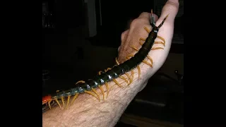 KANABIS SELFI TV - How To CatchCENTIPEDE (40 leg) CATCHER IN JAMAICA