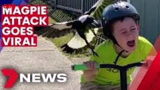 Magpie swooping attack kills baby in Australia