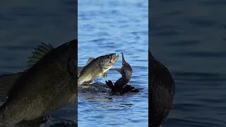 Watch this crazy bird swallow a fish bigger than its head. Cormorants are amazing hunters.