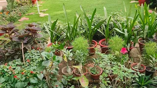 Garden Overview And Updating Plants With Lots of TIPS and Tricks. New Plants Shopping.
