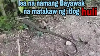 BAYAWAK NA MATAKAW SA ITLOG NG MANOK HULI! | TV HUNT #BAYAWAKHUNTING