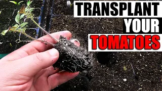 When To Transplant Tomatoes - Garden Quickie Episode 130