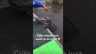 CUTE ALLIGATOR JUST WANTS TO BE LOVED 🥰 #shorts