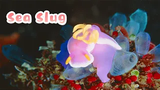 【The Blue World】 Sea Slug | iPanda