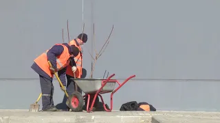 2021-03-24 г. Брест. Посадка деревьев специалистами ПКУП «Коммунальник». Новости на Буг-ТВ. #бугтв