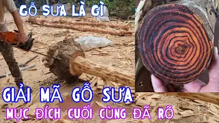 Gỗ Sưa Là Gì Có Mấy Loại Giá Trị Hiện Tại Và Mục Đích Cuối Cùng Của TQ - Đặc Điểm Của Gỗ Sưa Cây Sưa