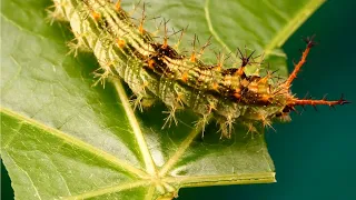 Watch this Caterpillar turn into a Butterfly - Common Castor