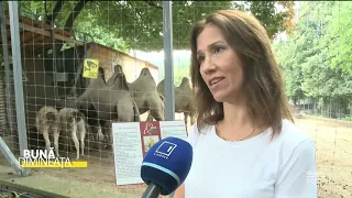 „Bună Dimineața”: Cămilele bactriene de la Grădina Zoologică din Chișinău