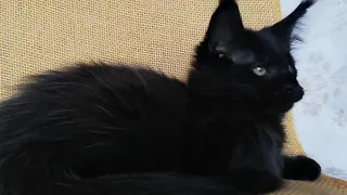 Котик мейн-кун чёрный солидный 2.5 мес.