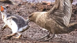 15 Birds Attacking Their Prey Mercilessly