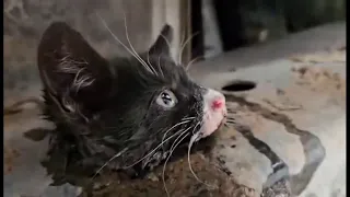 Kitten stuck in truck frame rescued in Escondido